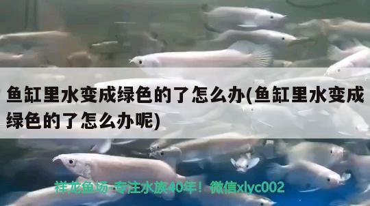 魚缸里水變成綠色的了怎么辦(魚缸里水變成綠色的了怎么辦呢) 廣州水族器材濾材批發(fā)市場