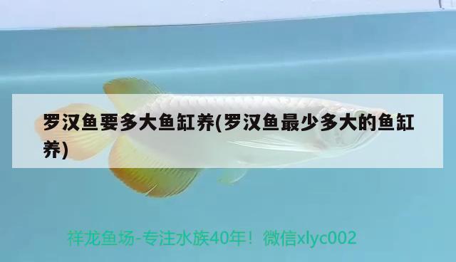 羅漢魚(yú)要多大魚(yú)缸養(yǎng)(羅漢魚(yú)最少多大的魚(yú)缸養(yǎng)) 羅漢魚(yú)