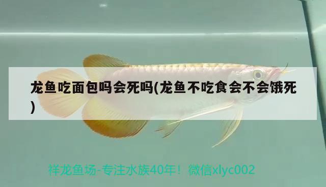 龍魚吃面包嗎會(huì)死嗎(龍魚不吃食會(huì)不會(huì)餓死) 沖氧泵