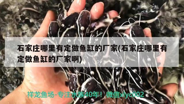 石家莊哪里有定做魚缸的廠家(石家莊哪里有定做魚缸的廠家啊) 超血紅龍魚