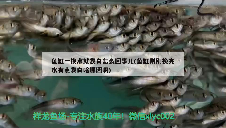 魚缸一換水就發(fā)白怎么回事兒(魚缸剛剛換完水有點發(fā)白啥原因啊) 玫瑰銀版魚