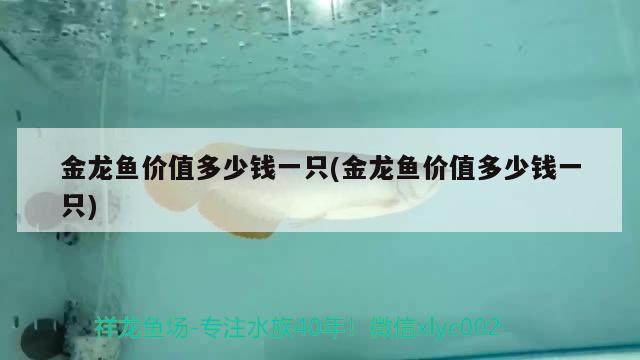 金龍魚價值多少錢一只(金龍魚價值多少錢一只) 綠皮皇冠豹魚