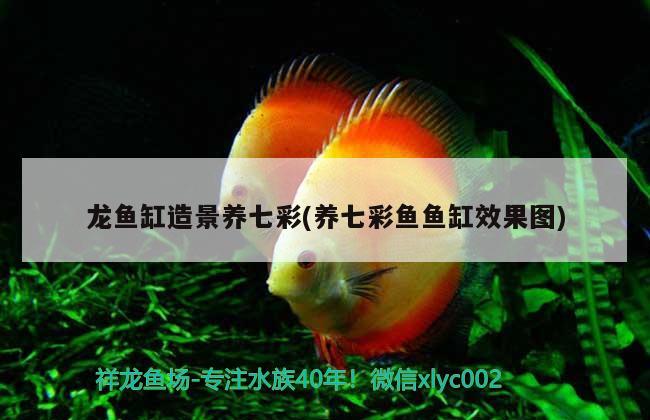 龍魚缸造景養(yǎng)七彩(養(yǎng)七彩魚魚缸效果圖) 祥龍龍魚魚糧 第1張