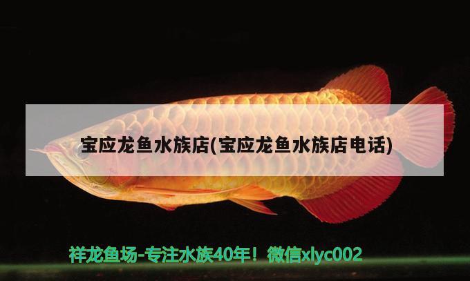 寶應(yīng)龍魚水族店(寶應(yīng)龍魚水族店電話)