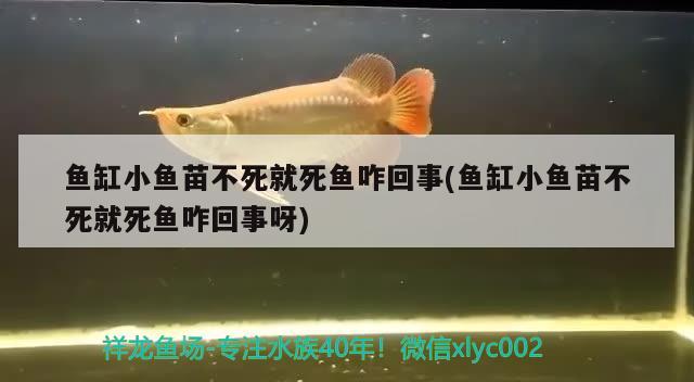 魚缸小魚苗不死就死魚咋回事(魚缸小魚苗不死就死魚咋回事呀) 魚缸清潔用具