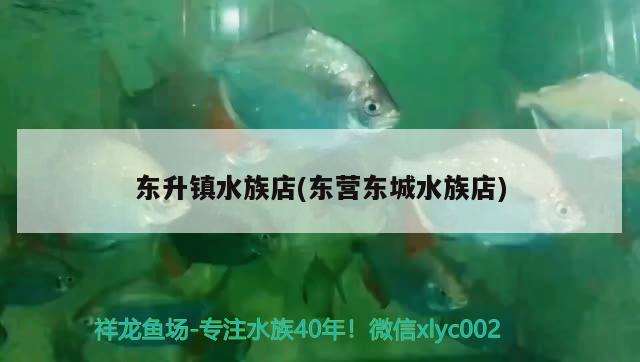 東升鎮(zhèn)水族店(東營東城水族店) 祥龍進口元寶鳳凰魚