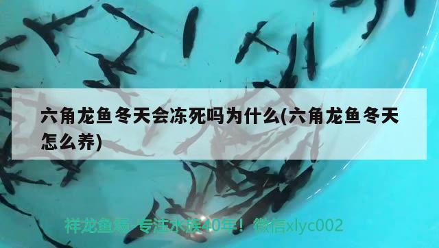 六角龍魚冬天會(huì)凍死嗎為什么(六角龍魚冬天怎么養(yǎng))