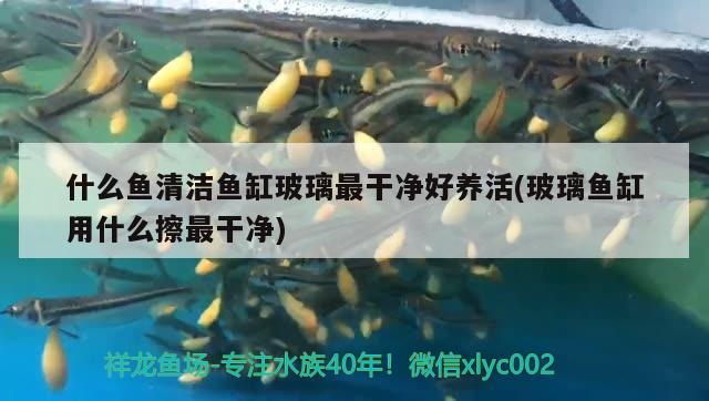 什么魚(yú)清潔魚(yú)缸玻璃最干凈好養(yǎng)活(玻璃魚(yú)缸用什么擦最干凈) 雙線側(cè)魚(yú) 第1張