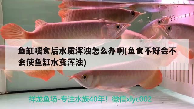 魚缸喂食后水質(zhì)渾濁怎么辦啊(魚食不好會(huì)不會(huì)使魚缸水變渾濁) 紅眼黃化幽靈火箭魚|皇家火箭魚