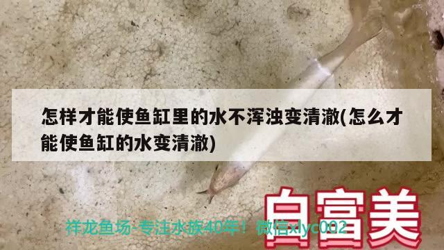 怎樣才能使魚缸里的水不渾濁變清澈(怎么才能使魚缸的水變清澈) 魚缸風(fēng)水