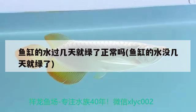 魚缸的水過幾天就綠了正常嗎(魚缸的水沒幾天就綠了) 白條過背金龍魚