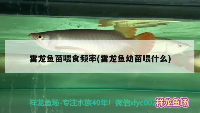 雷龍魚苗喂食頻率(雷龍魚幼苗喂什么) 三間鼠魚苗