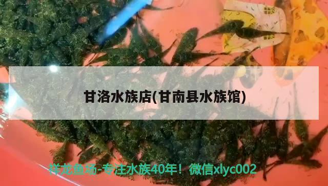 甘洛水族店(甘南縣水族館)