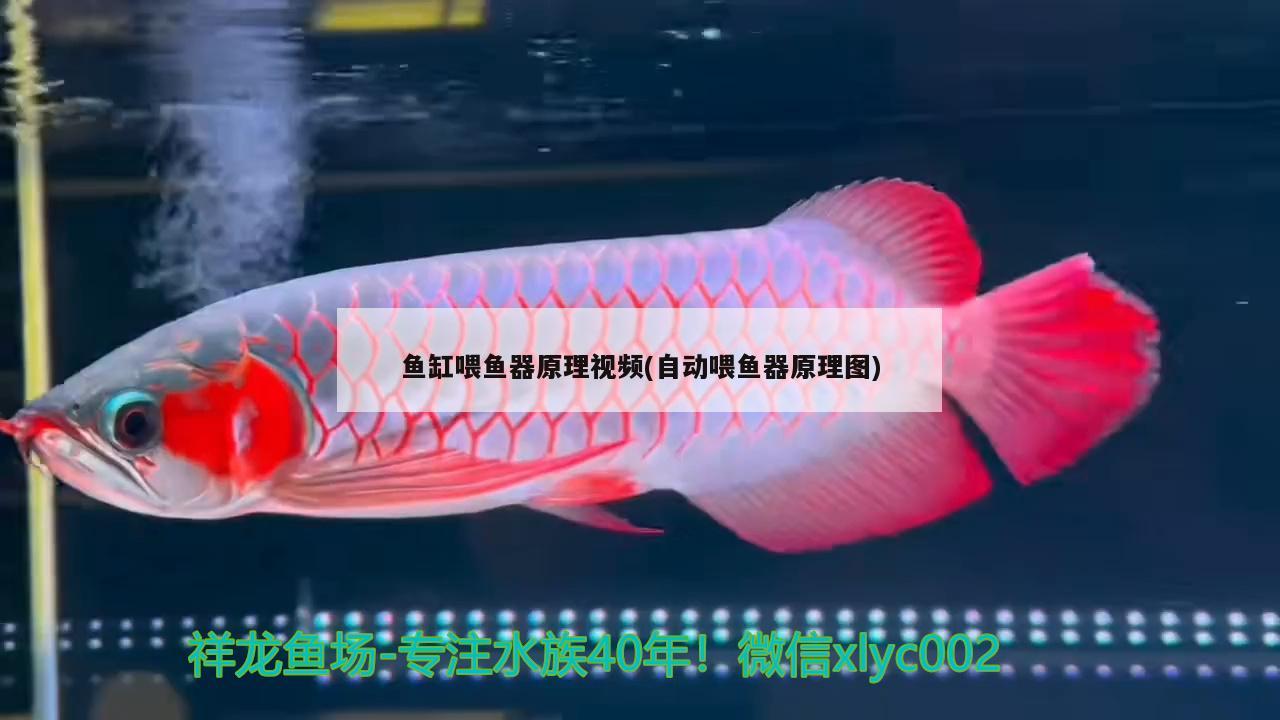 魚缸喂魚器原理視頻(自動(dòng)喂魚器原理圖) 泰國雪鯽魚