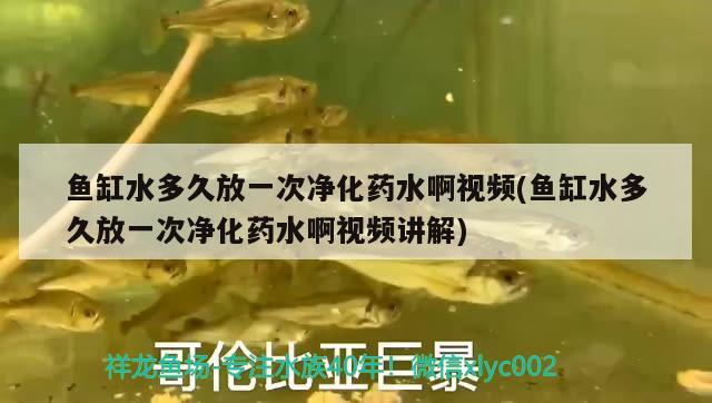 魚缸水多久放一次凈化藥水啊視頻(魚缸水多久放一次凈化藥水啊視頻講解) 青龍魚