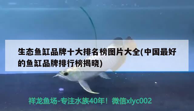 生態(tài)魚缸品牌十大排名榜圖片大全(中國(guó)最好的魚缸品牌排行榜揭曉) 粗線銀版魚