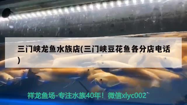 三門峽龍魚水族店(三門峽豆花魚各分店電話)