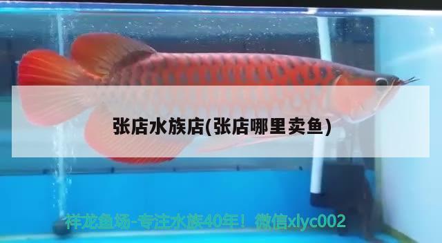 張店水族店(張店哪里賣魚) 白子紅龍魚