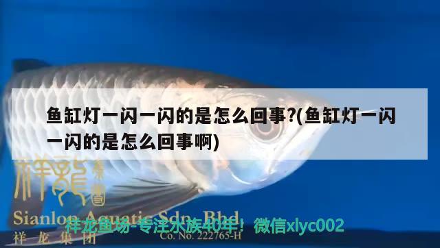 魚缸燈一閃一閃的是怎么回事?(魚缸燈一閃一閃的是怎么回事啊) 祥龍進(jìn)口元寶鳳凰魚