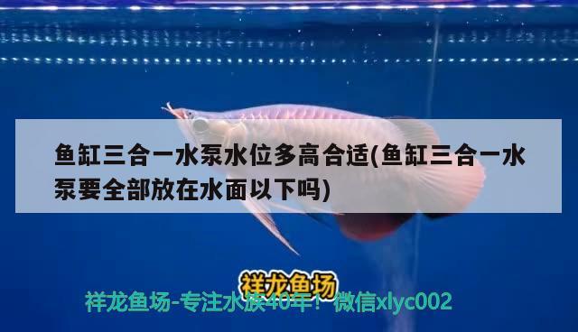 魚缸三合一水泵水位多高合適(魚缸三合一水泵要全部放在水面以下嗎) 夢(mèng)幻雷龍魚