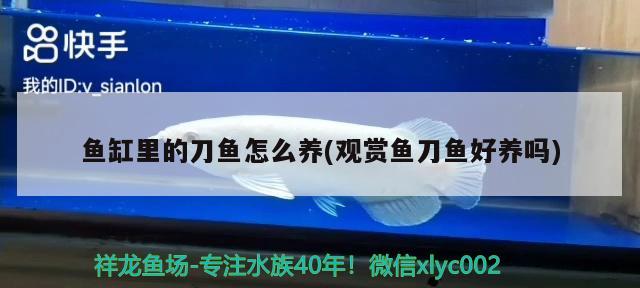 魚缸里的刀魚怎么養(yǎng)(觀賞魚刀魚好養(yǎng)嗎)