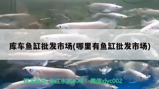 庫車魚缸批發(fā)市場(哪里有魚缸批發(fā)市場) 白化火箭魚