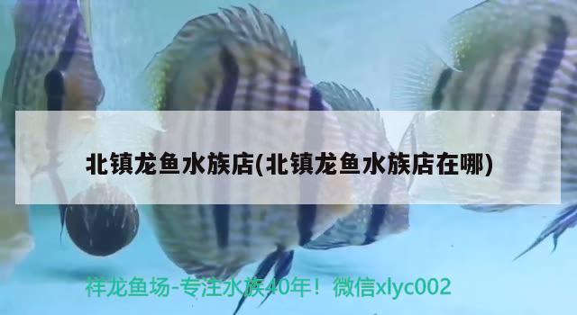 北鎮(zhèn)龍魚水族店(北鎮(zhèn)龍魚水族店在哪)