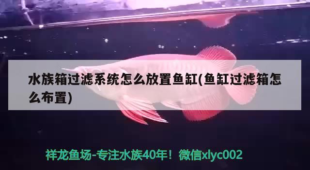 水族箱過濾系統(tǒng)怎么放置魚缸(魚缸過濾箱怎么布置) 魚缸/水族箱