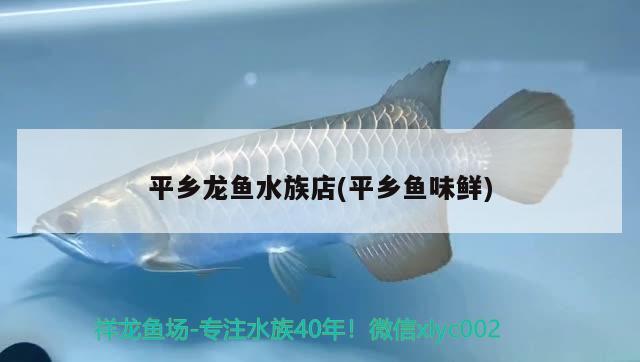 平鄉(xiāng)龍魚水族店(平鄉(xiāng)魚味鮮)