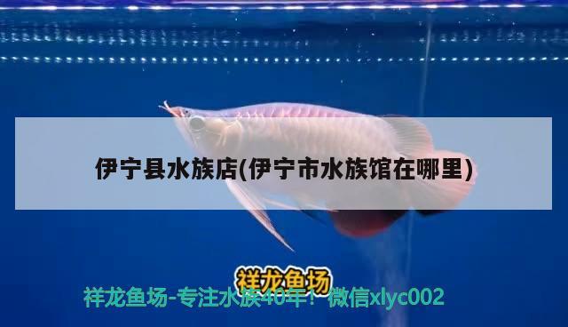 伊寧縣水族店(伊寧市水族館在哪里) 電鰻