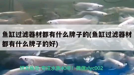 魚(yú)缸過(guò)濾器材都有什么牌子的(魚(yú)缸過(guò)濾器材都有什么牌子的好) 飛鳳魚(yú)