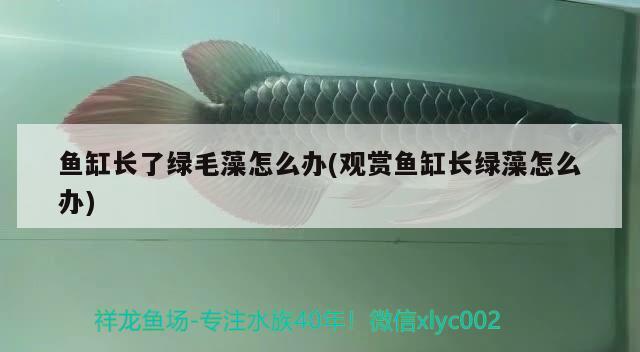 魚缸長(zhǎng)了綠毛藻怎么辦(觀賞魚缸長(zhǎng)綠藻怎么辦) 黃金夢(mèng)幻雷龍魚