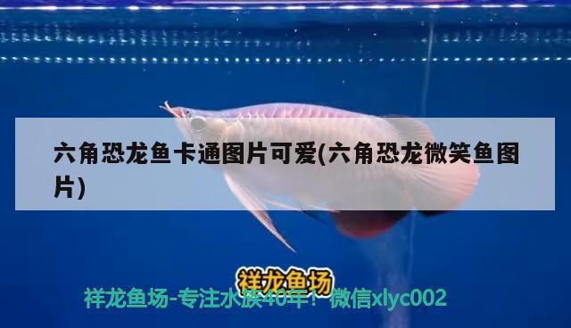 六角恐龍魚卡通圖片可愛(六角恐龍微笑魚圖片)