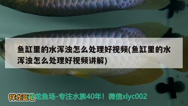 魚缸里的水渾濁怎么處理好視頻(魚缸里的水渾濁怎么處理好視頻講解)