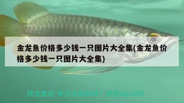 金龍魚價格多少錢一只圖片大全集(金龍魚價格多少錢一只圖片大全集)