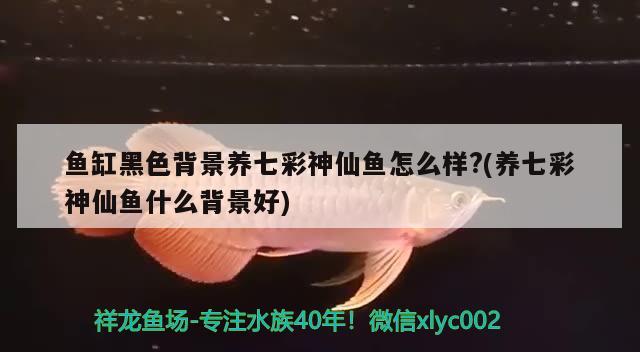 魚缸黑色背景養(yǎng)七彩神仙魚怎么樣?(養(yǎng)七彩神仙魚什么背景好)