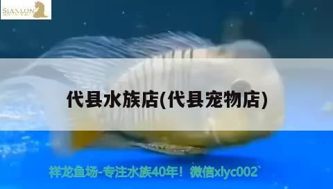 代縣水族店(代縣寵物店) 白子黑帝王魟魚