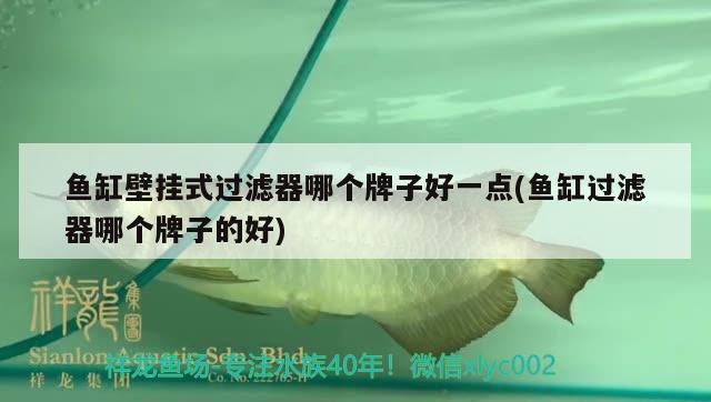 魚缸壁掛式過濾器哪個牌子好一點(魚缸過濾器哪個牌子的好) 三間鼠魚苗