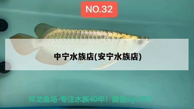 中寧水族店(安寧水族店) 福滿鉆魚