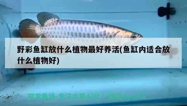 野彩魚(yú)缸放什么植物最好養(yǎng)活(魚(yú)缸內(nèi)適合放什么植物好) 野彩魚(yú)