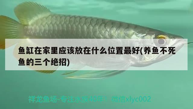 魚缸在家里應(yīng)該放在什么位置最好(養(yǎng)魚不死魚的三個絕招) 七彩神仙魚