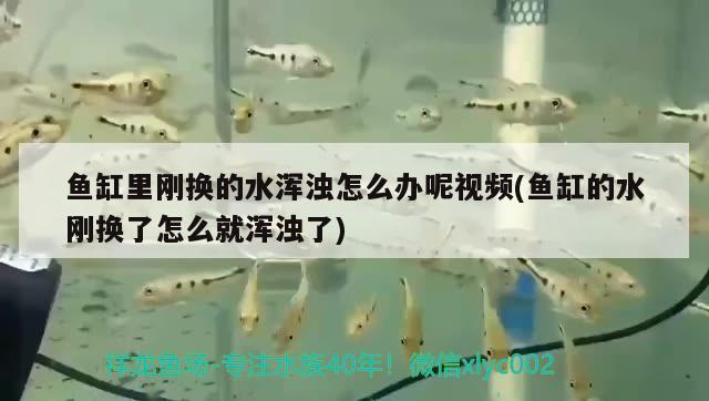 魚缸里剛換的水渾濁怎么辦呢視頻(魚缸的水剛換了怎么就渾濁了) 白子關刀魚苗