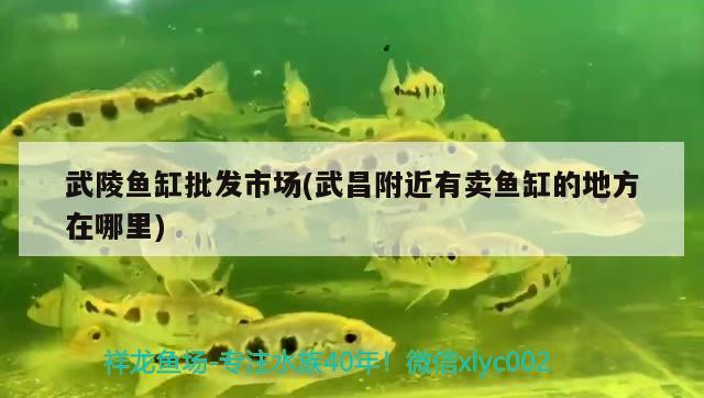 武陵魚(yú)缸批發(fā)市場(chǎng)(武昌附近有賣(mài)魚(yú)缸的地方在哪里) 祥龍超血紅龍魚(yú)