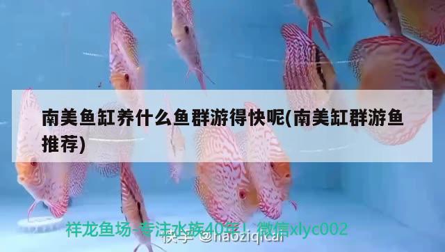 南美魚缸養(yǎng)什么魚群游得快呢(南美缸群游魚推薦) 潛水泵