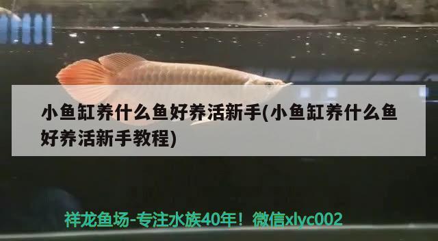 小魚缸養(yǎng)什么魚好養(yǎng)活新手(小魚缸養(yǎng)什么魚好養(yǎng)活新手教程) 肥料