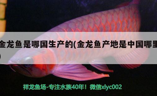 金龍魚是哪國生產(chǎn)的(金龍魚產(chǎn)地是中國哪里) 高背金龍魚