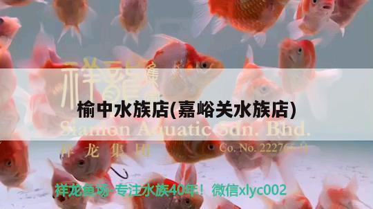 榆中水族店(嘉峪關(guān)水族店) 圣菲埃及魚