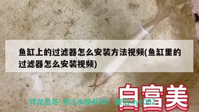 魚缸上的過濾器怎么安裝方法視頻(魚缸里的過濾器怎么安裝視頻) 潛水泵