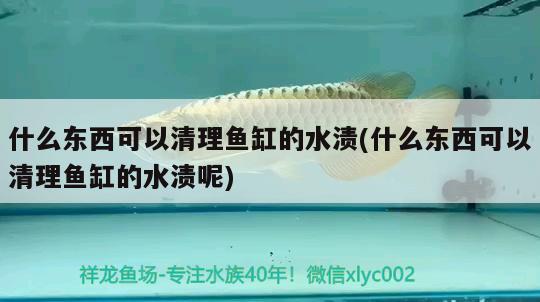 什么東西可以清理魚缸的水漬(什么東西可以清理魚缸的水漬呢) 泰龐海鰱魚