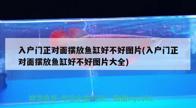 入戶門正對面擺放魚缸好不好圖片(入戶門正對面擺放魚缸好不好圖片大全) 黃吉金龍（白子金龍魚）